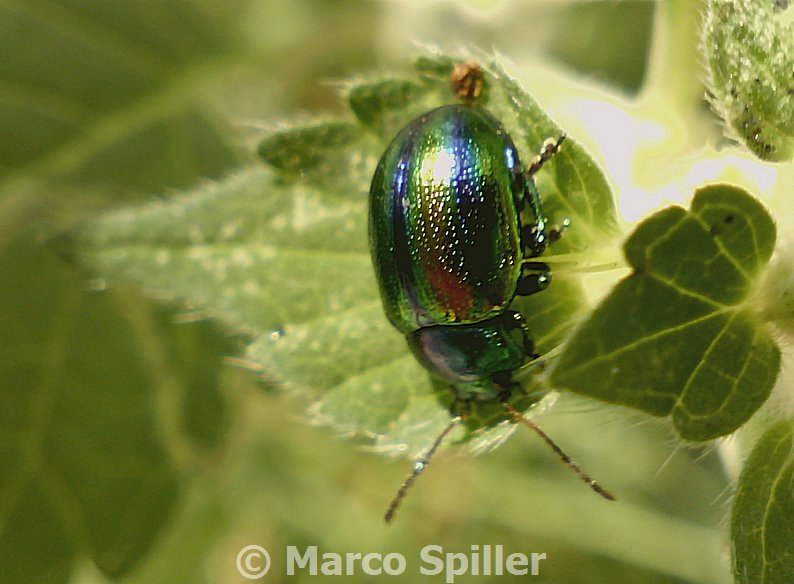 Chrysolina fastuosa: scene di vita in comunit